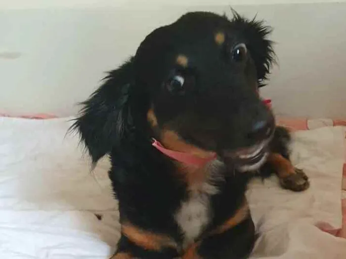 Cachorro raça  idade 1 ano nome Zoe 