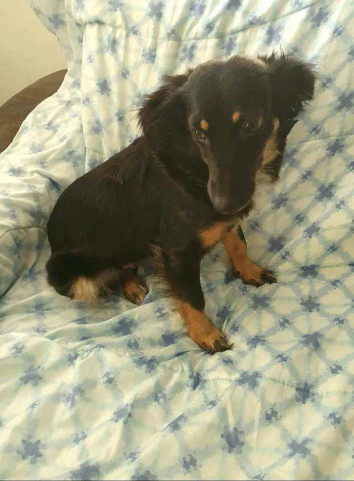 Cachorro raça  idade 1 ano nome Zoe 