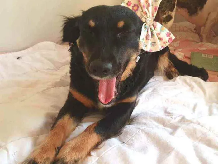 Cachorro raça  idade 1 ano nome Zoe 