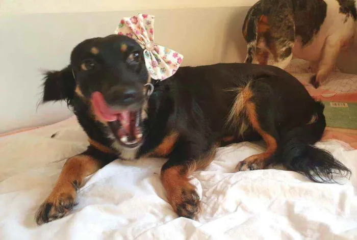 Cachorro raça  idade 1 ano nome Zoe 