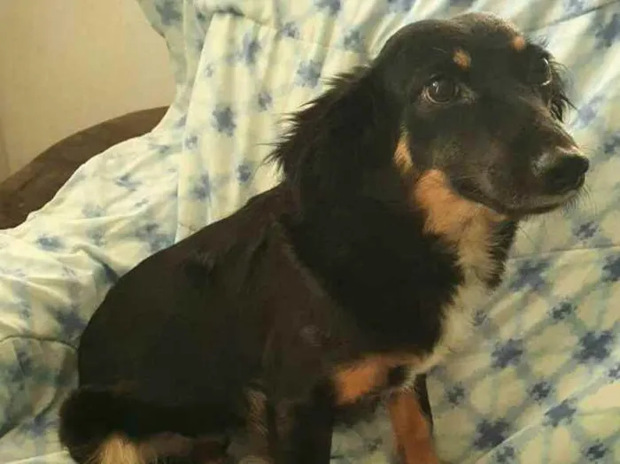 Cachorro raça  idade 1 ano nome Zoe 