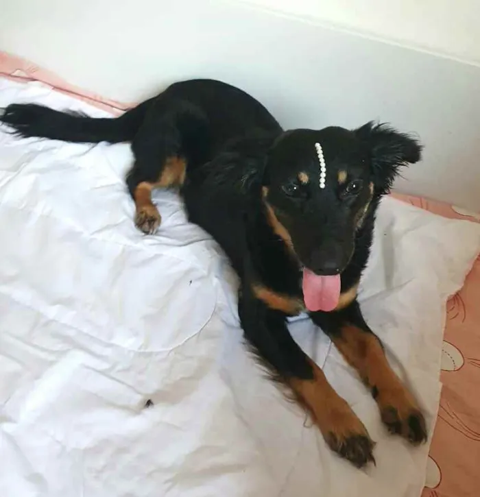 Cachorro raça  idade 1 ano nome Zoe 
