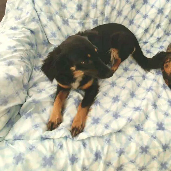 Cachorro raça  idade 1 ano nome Zoe 