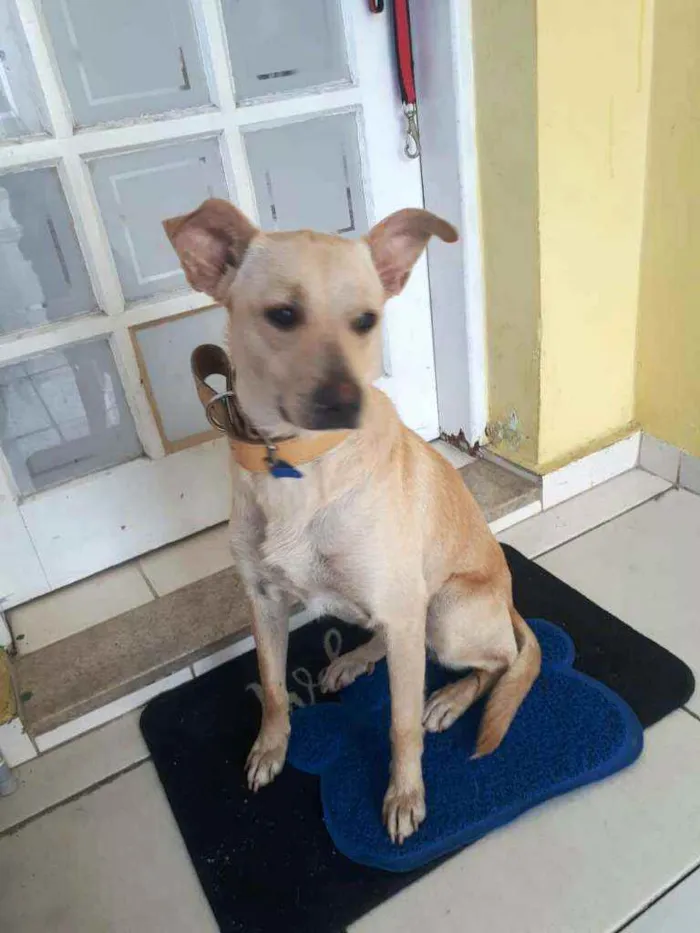 Cachorro ra a  idade 1 ano nome Giulia