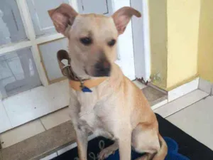 Cachorro raça  idade 1 ano nome Giulia 