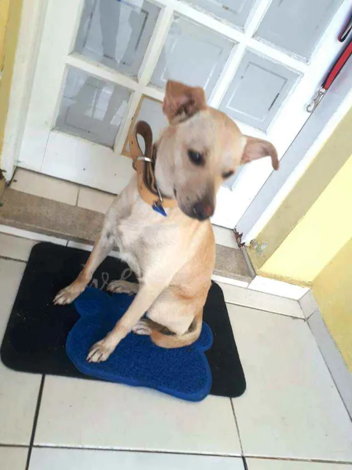 Cachorro ra a  idade 1 ano nome Giulia