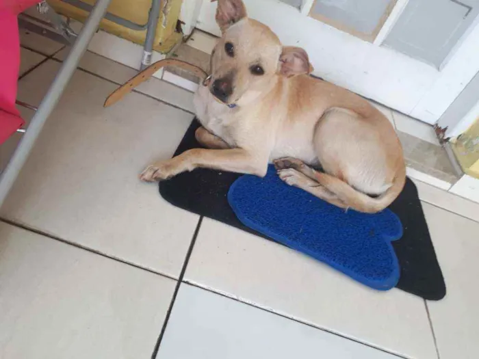 Cachorro ra a  idade 1 ano nome Giulia