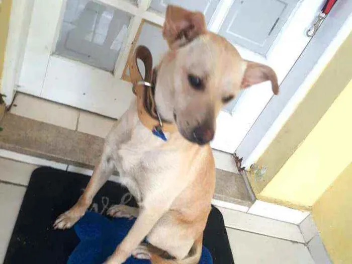 Cachorro ra a  idade 1 ano nome Giulia