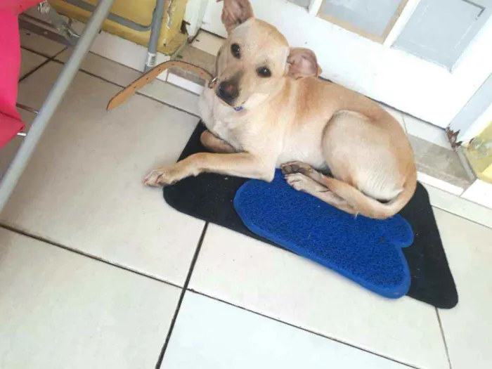 Cachorro ra a  idade 1 ano nome Giulia