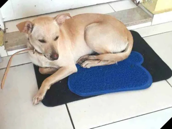 Cachorro ra a  idade 1 ano nome Giulia