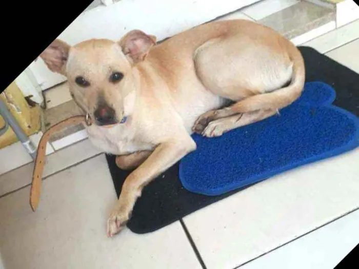 Cachorro ra a  idade 1 ano nome Giulia