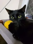 Tiana