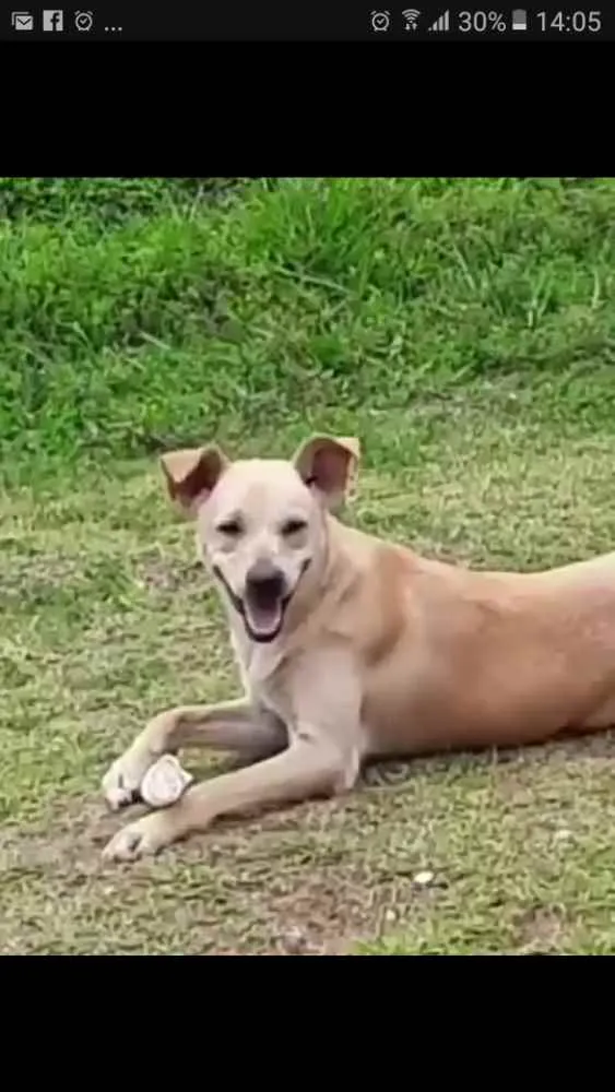 Cachorro ra a  idade 1 ano nome Giulia