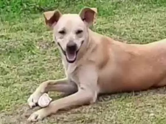 Cachorro ra a  idade 1 ano nome Giulia