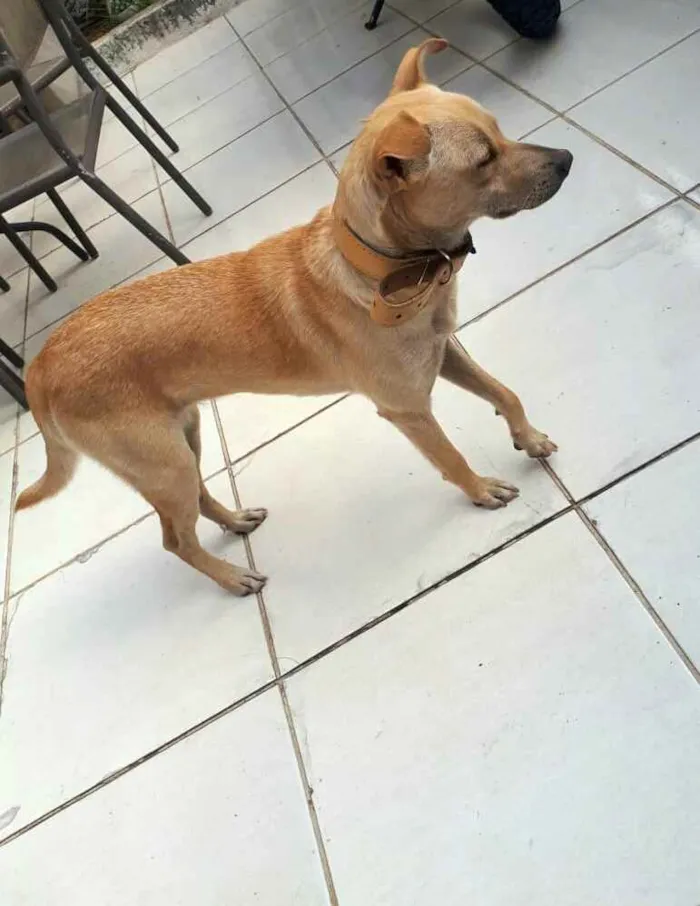 Cachorro ra a  idade 1 ano nome Giulia