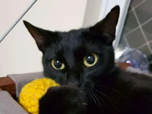 Gato raça Sem raça definida idade 1 ano nome Tiana