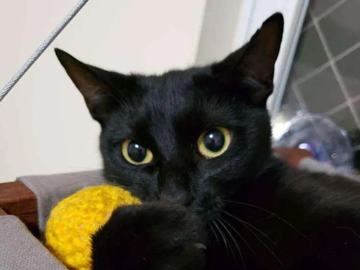 Gato ra a Sem raça definida idade 1 ano nome Tiana