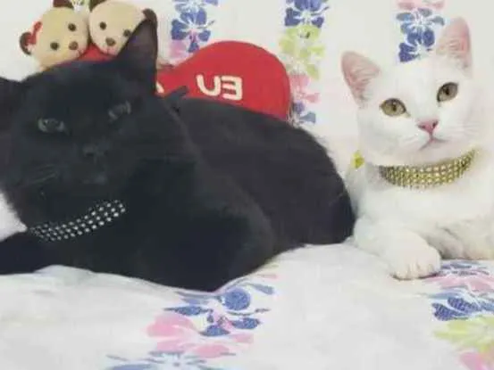 Gato ra a SRD idade 1 ano nome BRAD & NINA 