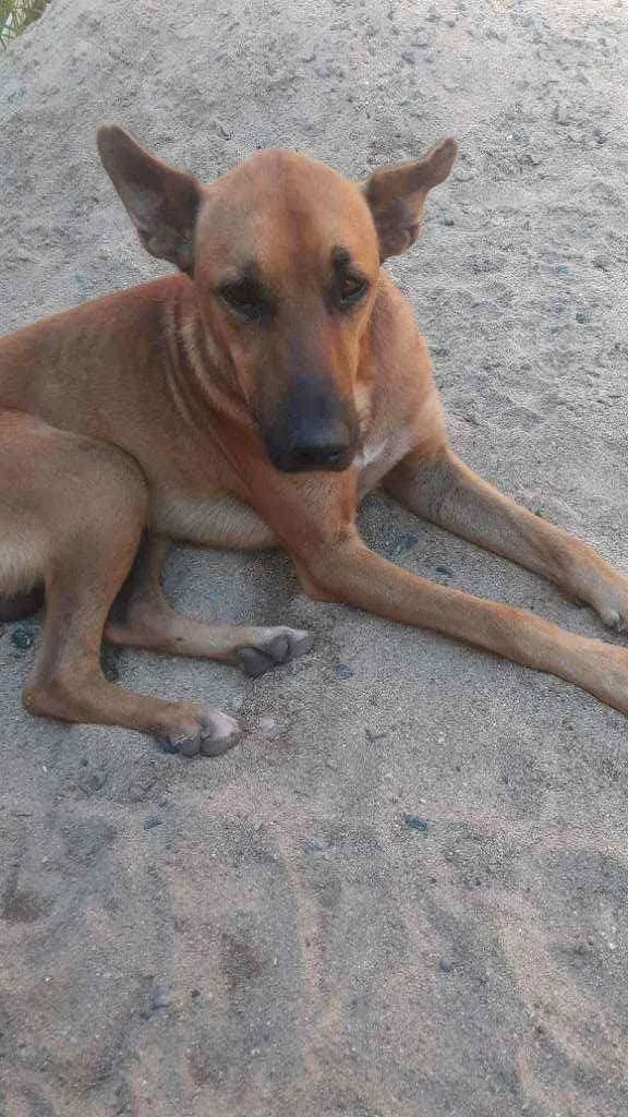 Cachorro ra a Viralata idade  nome Lola,ze,chocolate