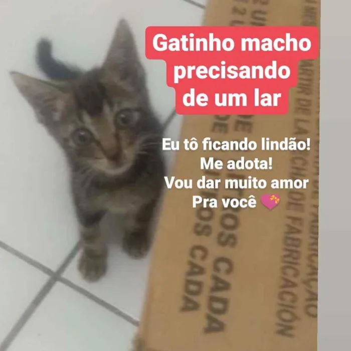 Gato ra a Indefinida idade 2 a 6 meses nome Teo