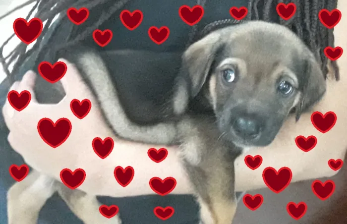 Cachorro ra a SRD-ViraLata idade 2 a 6 meses nome Anjo