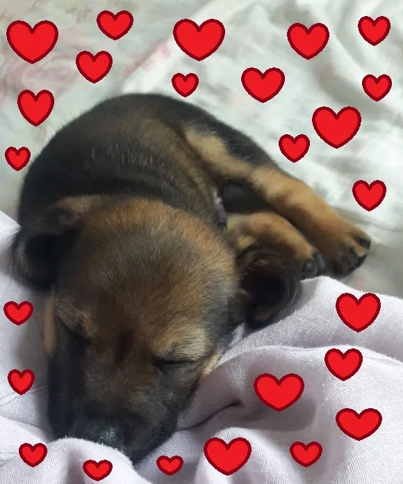 Cachorro ra a SRD-ViraLata idade 2 a 6 meses nome Anjo