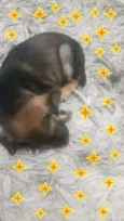 Anjo