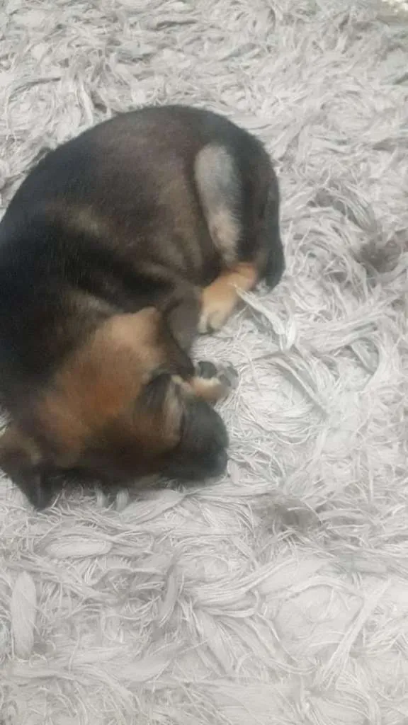 Cachorro ra a SRD-ViraLata idade 2 a 6 meses nome Anjo