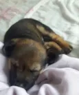 Anjo