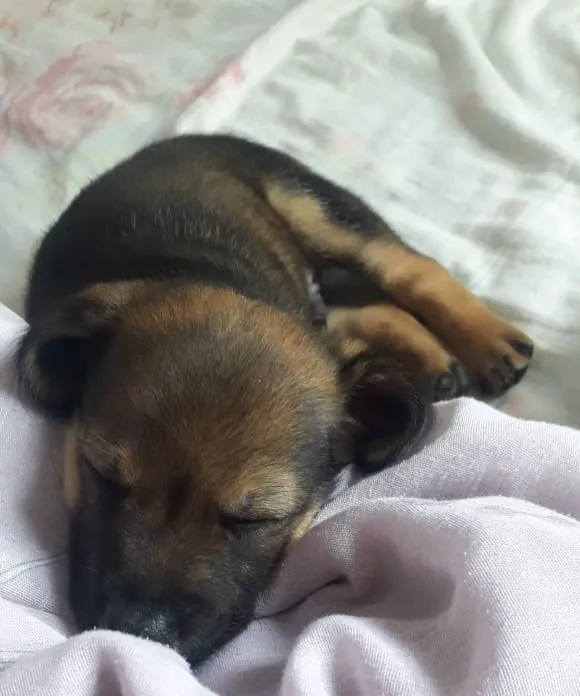 Cachorro ra a SRD-ViraLata idade 2 a 6 meses nome Anjo
