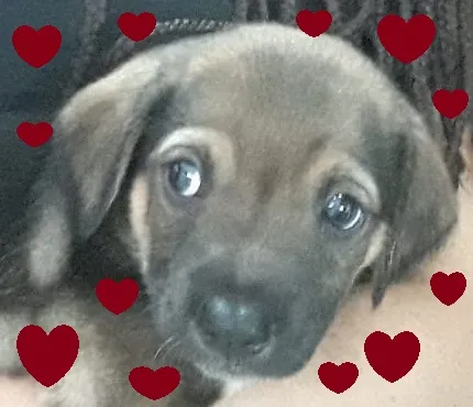 Cachorro ra a SRD-ViraLata idade 2 a 6 meses nome Anjo