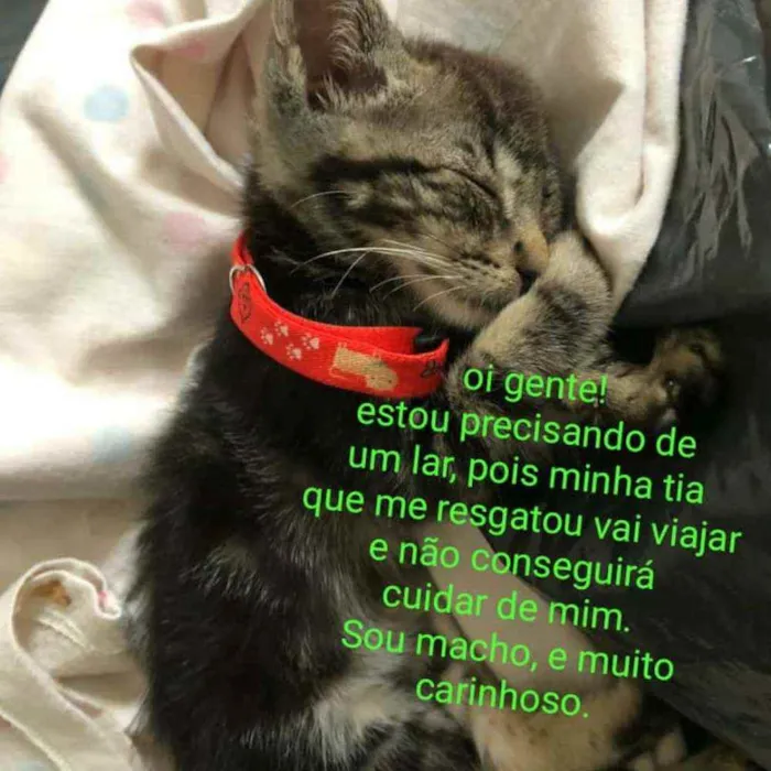 Gato ra a Indefinida idade 2 a 6 meses nome Teo