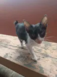Gatinhos