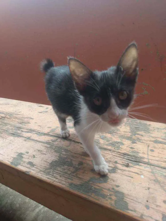 Gato raça SRD idade Abaixo de 2 meses nome Gatinhos