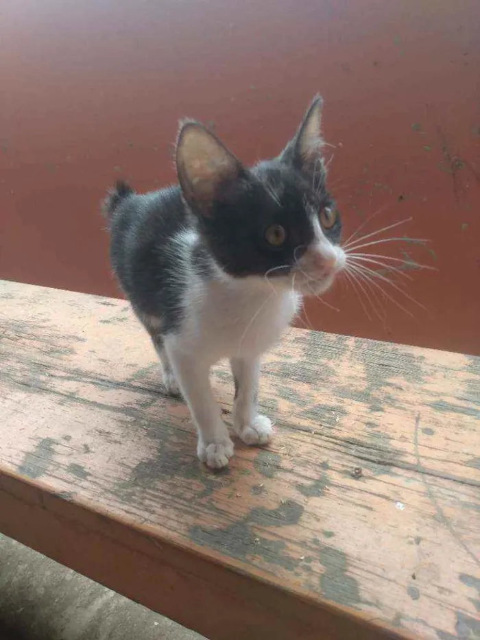 Gato raça SRD idade Abaixo de 2 meses nome Gatinhos