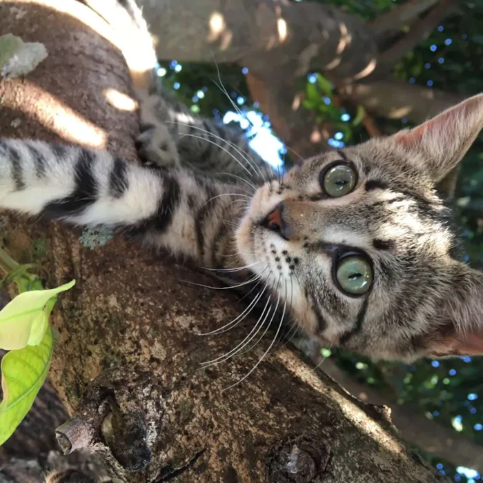 Gato raça  idade 7 a 11 meses nome Molocha