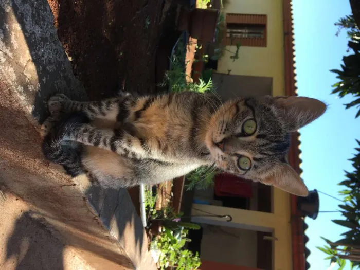 Gato raça  idade 7 a 11 meses nome Molocha