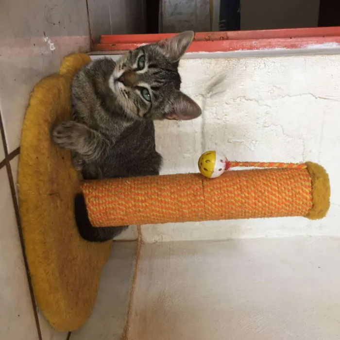 Gato raça  idade 7 a 11 meses nome Molocha