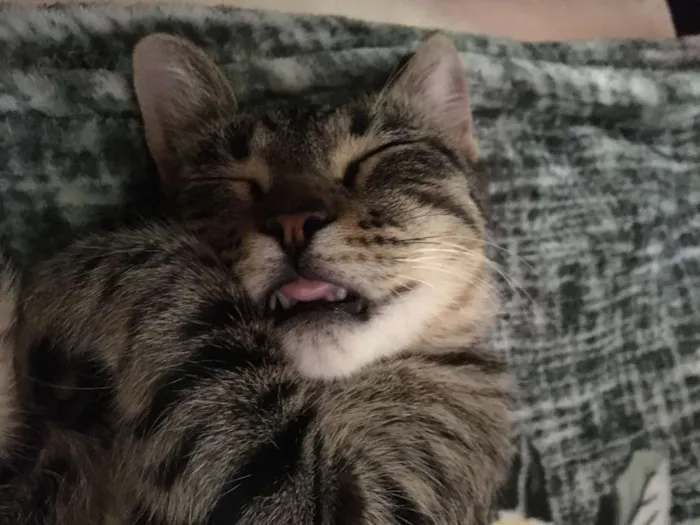 Gato raça  idade 7 a 11 meses nome Molocha