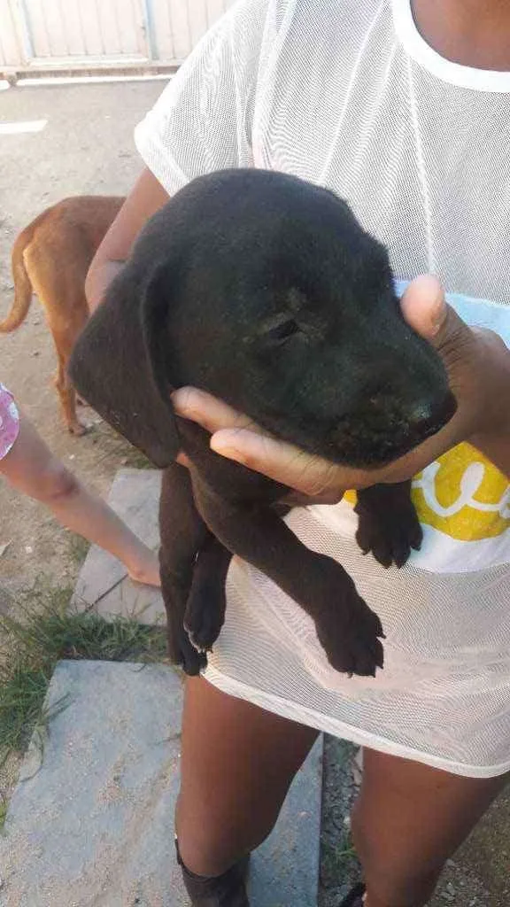 Cachorro ra a Viralata idade Abaixo de 2 meses nome Spike,Safira,