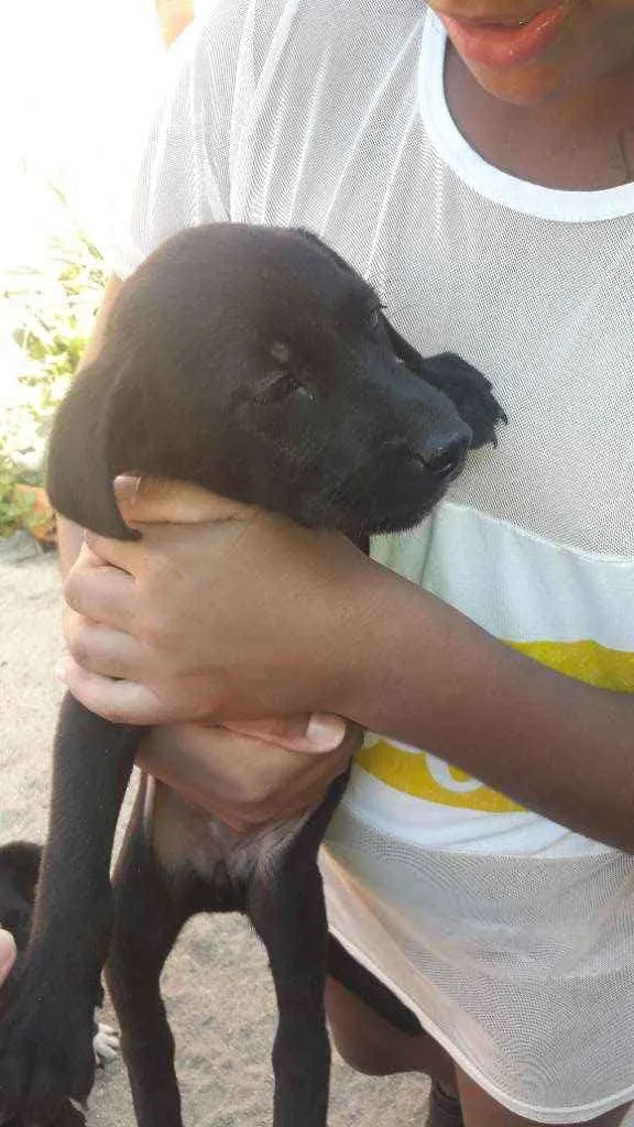 Cachorro ra a Viralata idade Abaixo de 2 meses nome Spike,Safira,