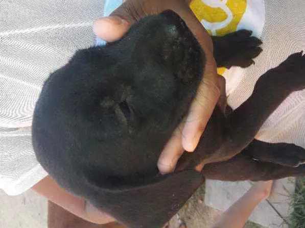 Cachorro ra a Viralata idade Abaixo de 2 meses nome Spike,Safira,