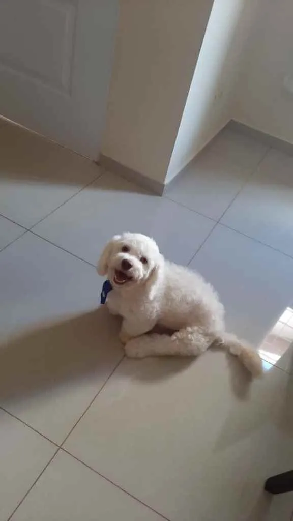 Cachorro ra a Poodle misturado com Lhasa Aps idade 7 a 11 meses nome Bento