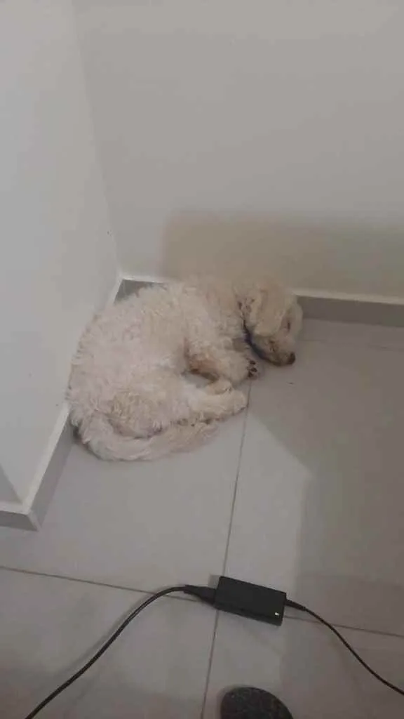 Cachorro ra a Poodle misturado com Lhasa Aps idade 7 a 11 meses nome Bento