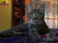 Gato raça  idade 7 a 11 meses nome Molocha