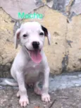 Cachorrinho