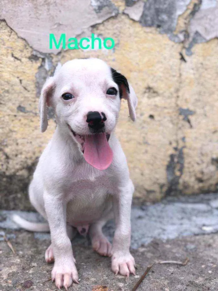 Cachorro raça Misturado idade Abaixo de 2 meses nome Cachorrinho