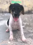 Cachorrinho