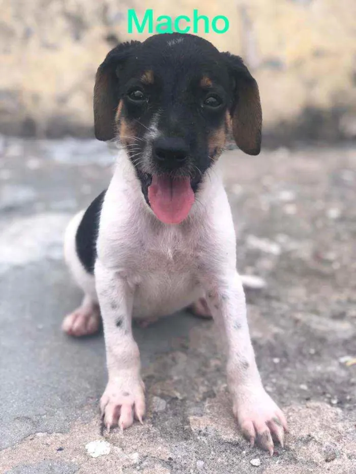 Cachorro raça Misturado idade Abaixo de 2 meses nome Cachorrinho