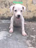 Cachorrinho
